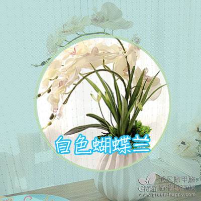 夏日植物種植技巧,適合夏天種的植物,室內凈化空氣植物,室內除甲醛植物,武漢除甲醛綠健君安,植物養護技巧